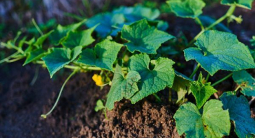 Boj proti molice na okurkách